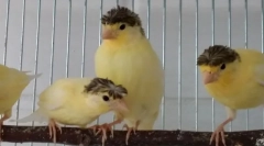 Jak rozlišit kerger z kanárky